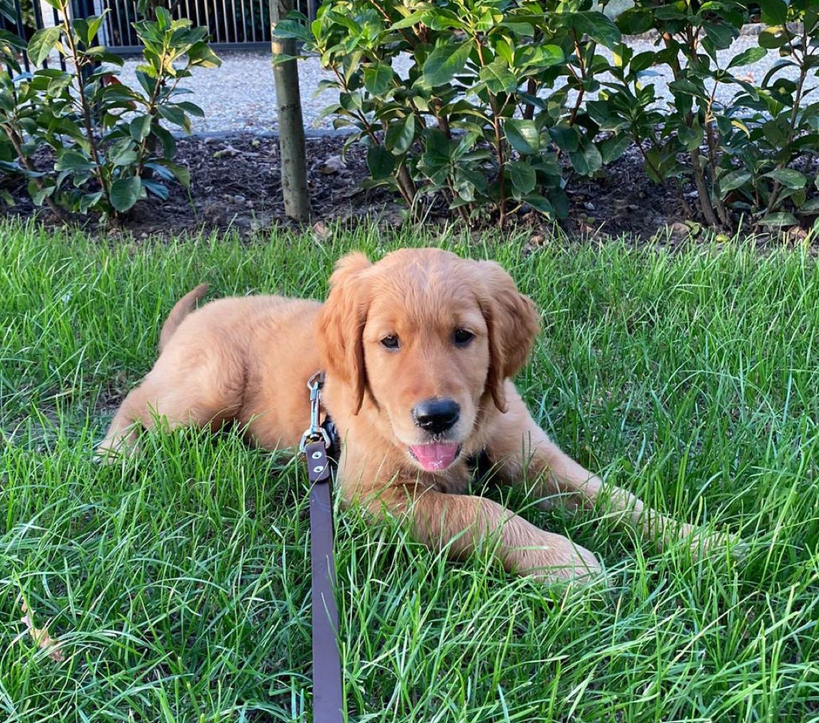 Marc Strucks Coach für Hund und Mensch Krefeld